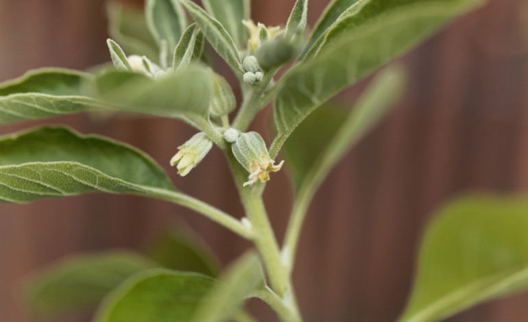 Ashwagandha – A Herb with Medicinal Properties