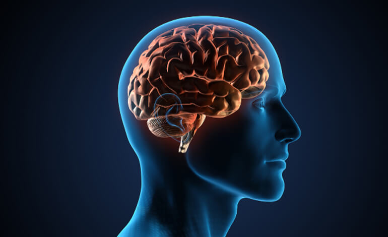 10 Psychological Facts about the Human Brain