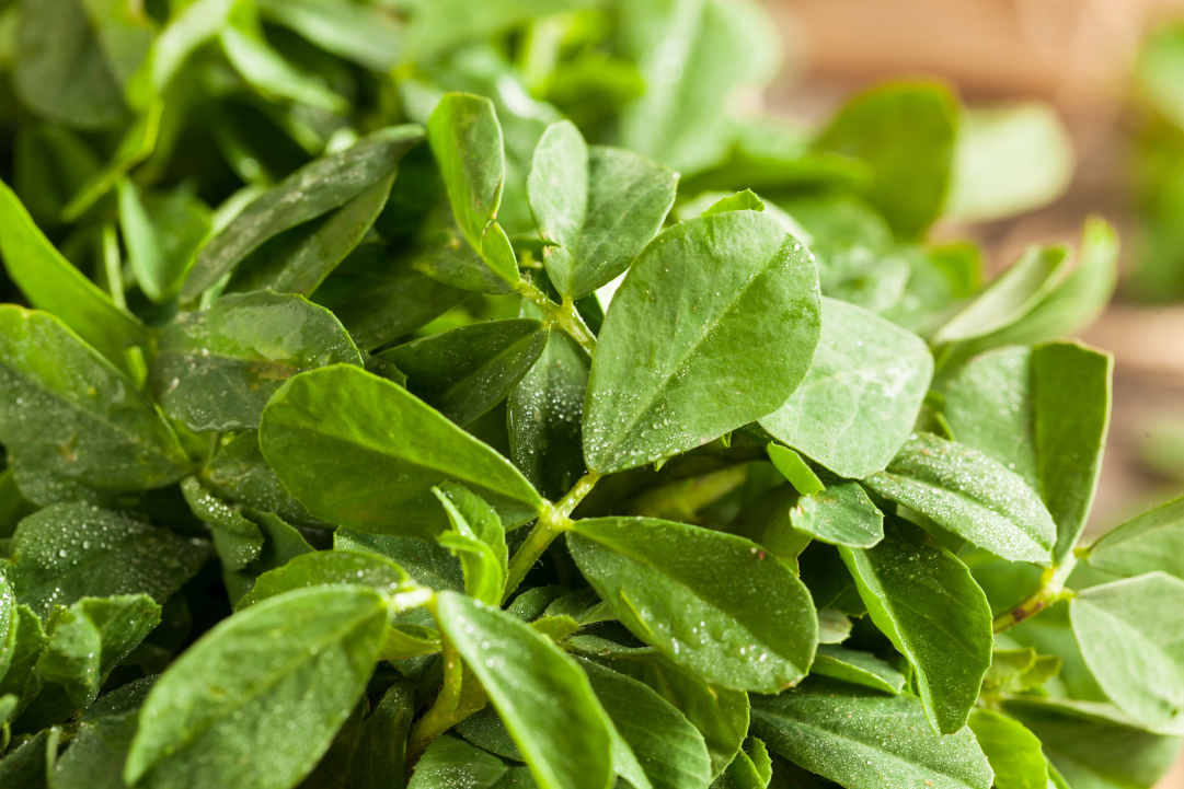 Fenugreek Leaves – A Herb for Health