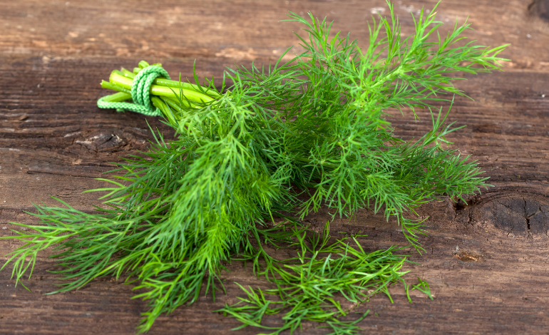 Dill Herb Health Benefits and Side Effects