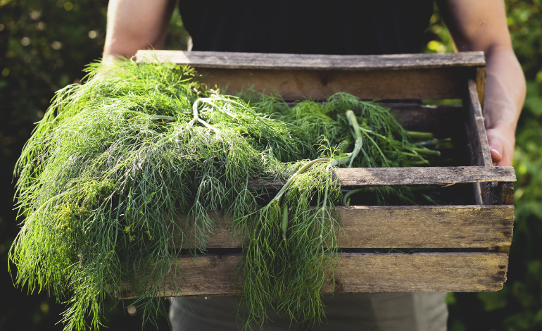 Grow Dill Herb in Home Garden