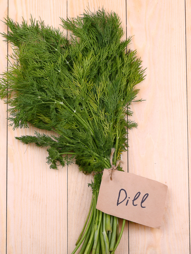 Dill Herb Leaves – Benefit for Health