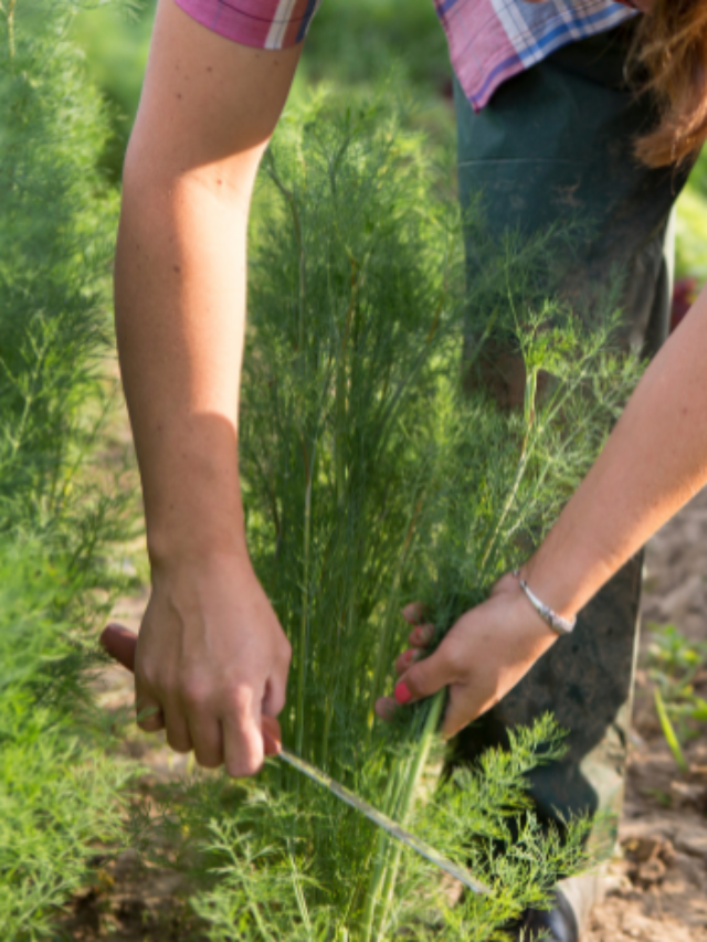 Grow Dill Herb in Home Garden