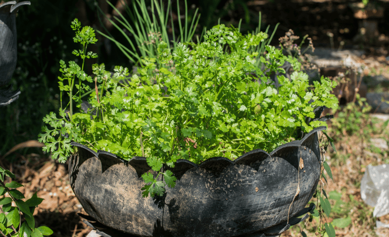 Growing Coriander in the Kitchen Garden