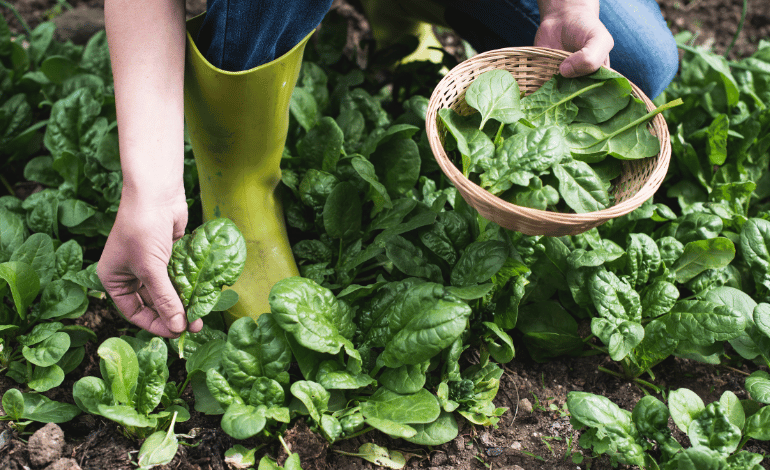 Fresh and Flavorful: How to Grow Spinach in Kitchen Garden!