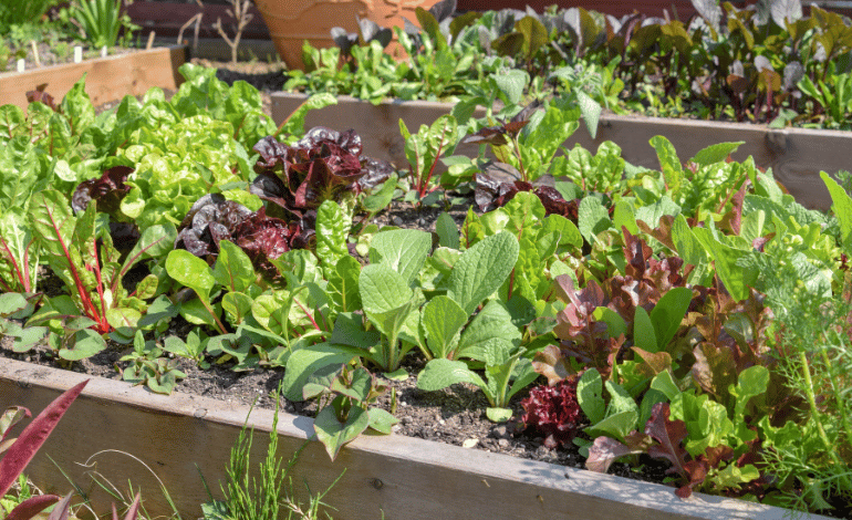 overcome challenges in maintaining a kitchen garden